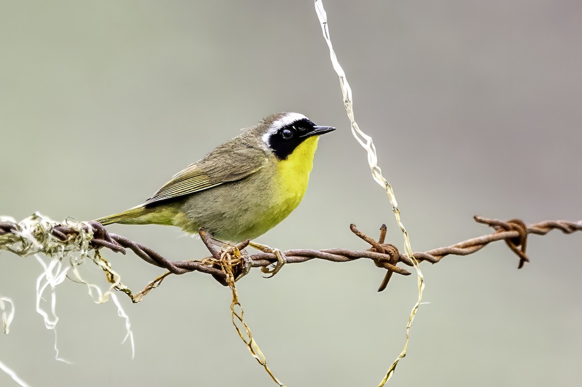 Common Yellowthroat - ML644873984