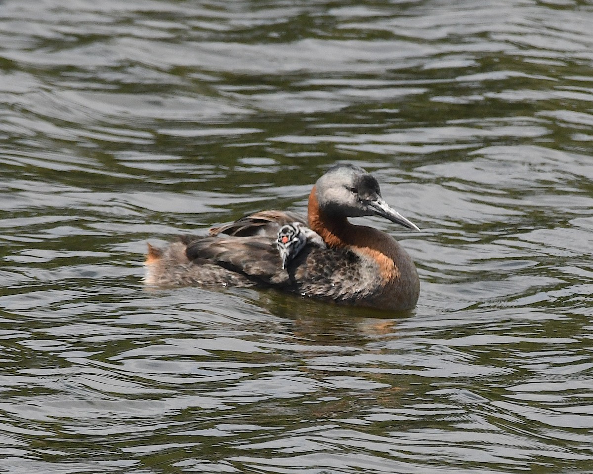 spyddykker - ML644873987