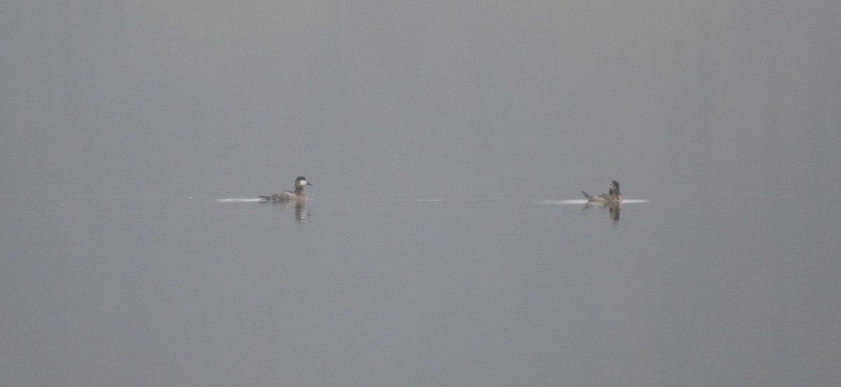 Ruddy Duck - ML644873988