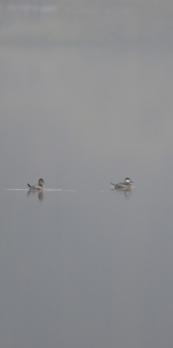 Ruddy Duck - ML644873989