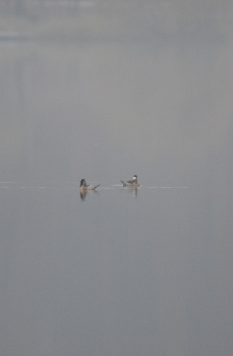 Ruddy Duck - ML644873990