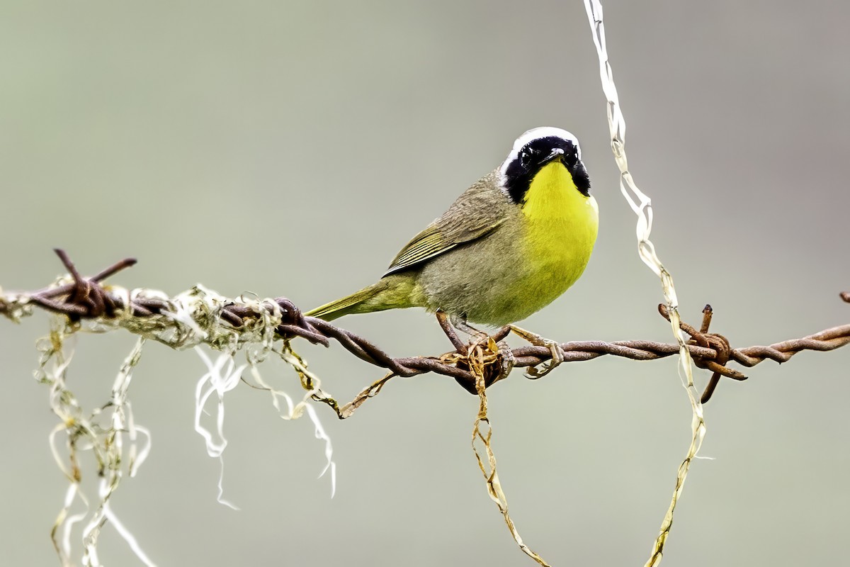 Common Yellowthroat - ML644873992