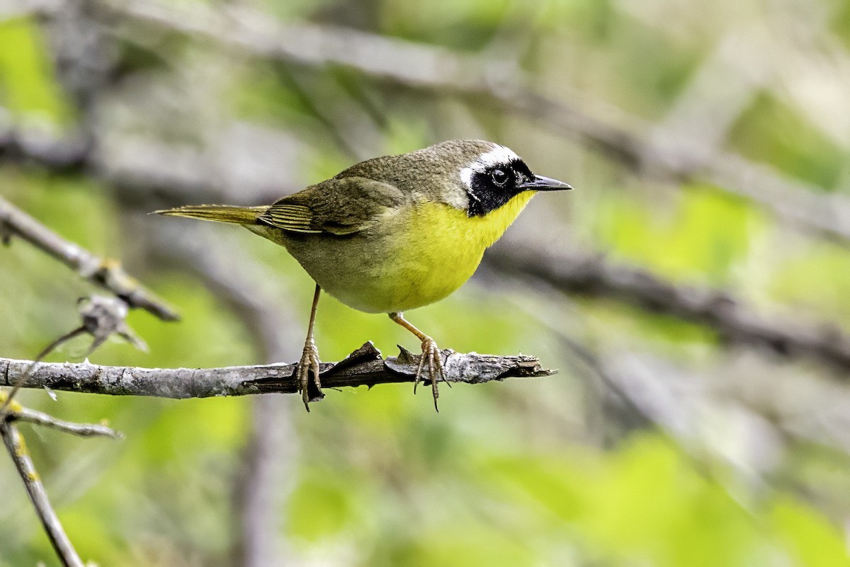 Common Yellowthroat - ML644873996