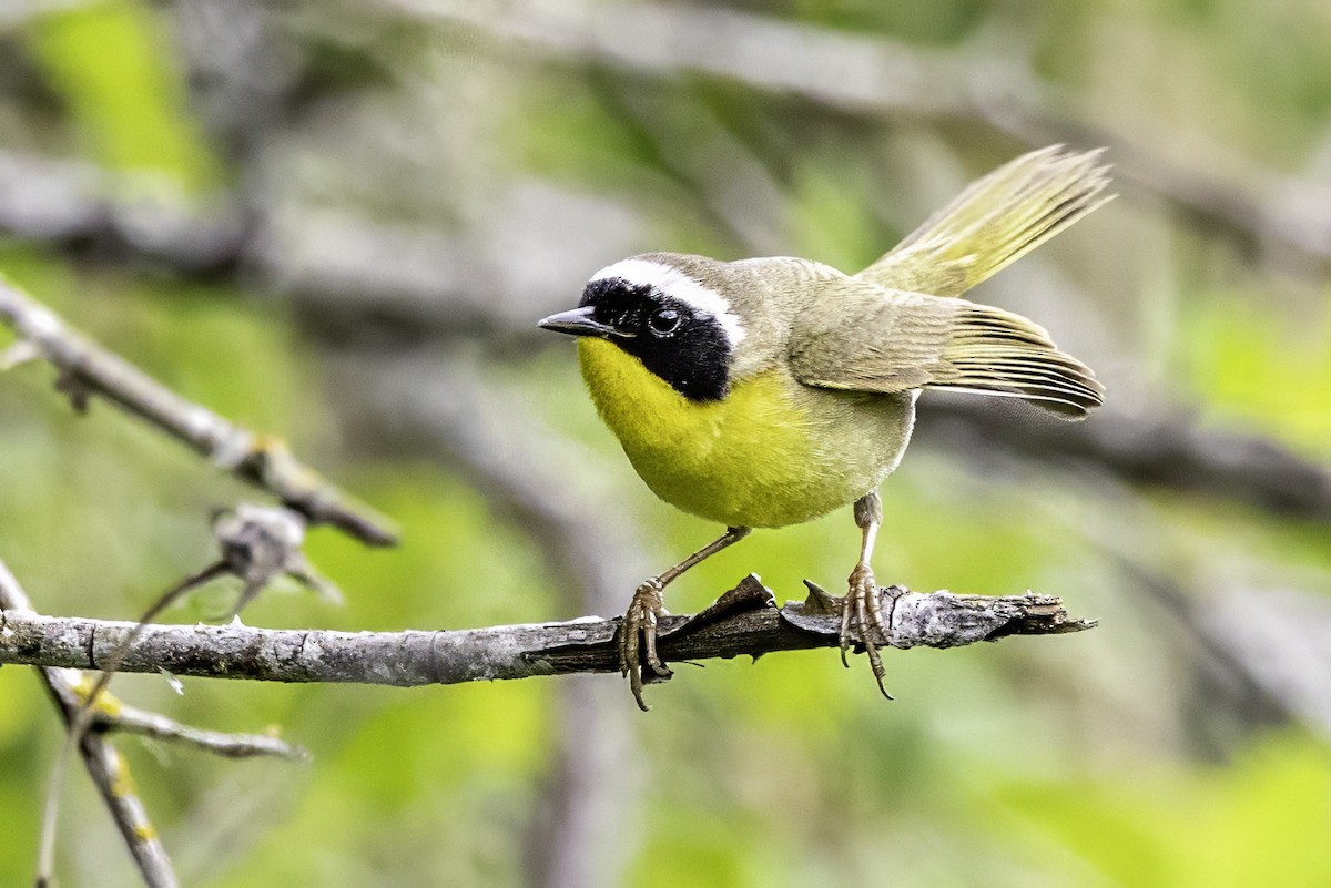 Common Yellowthroat - ML644874003