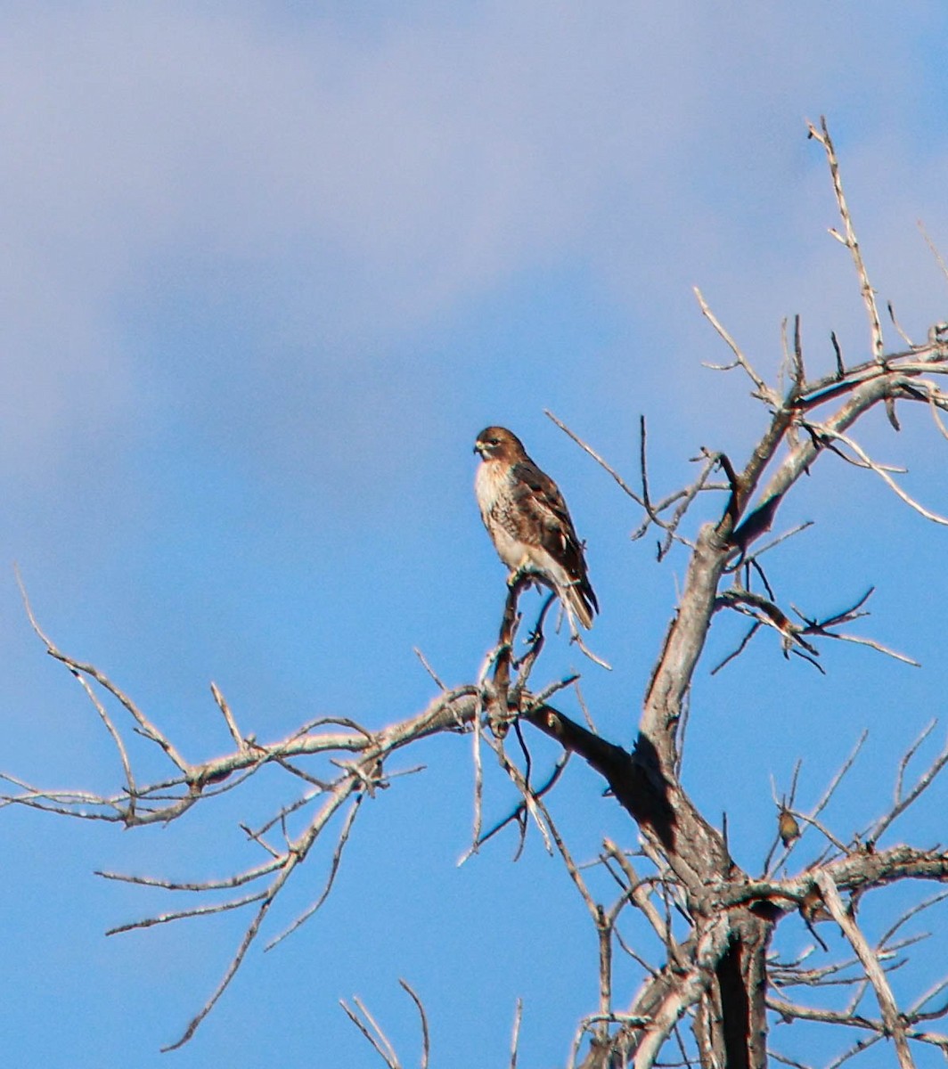 Red-tailed Hawk - ML644874005