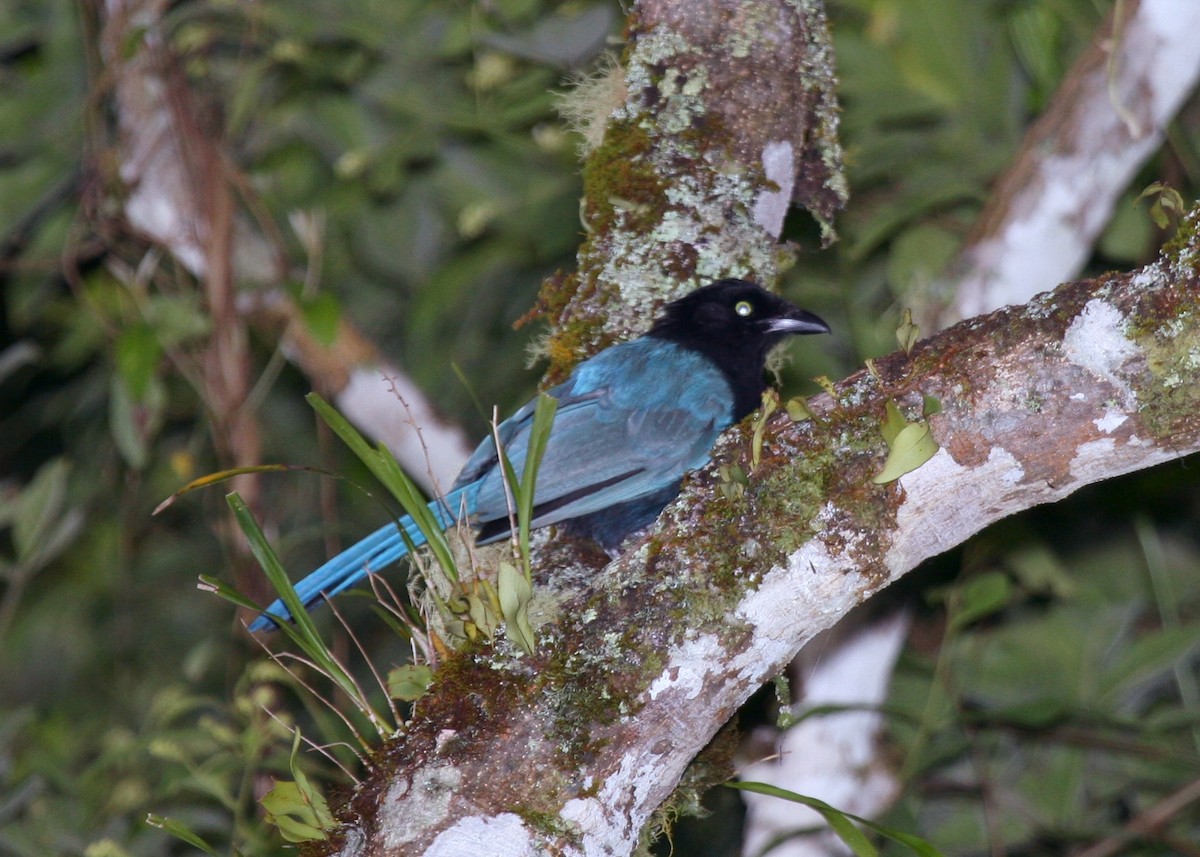 Bushy-crested Jay - ML644874006