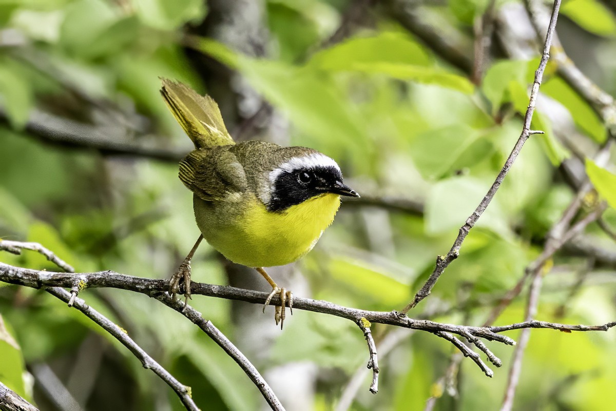 Common Yellowthroat - ML644874007