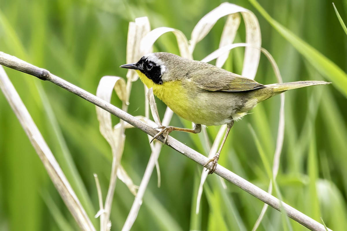 Common Yellowthroat - ML644874011