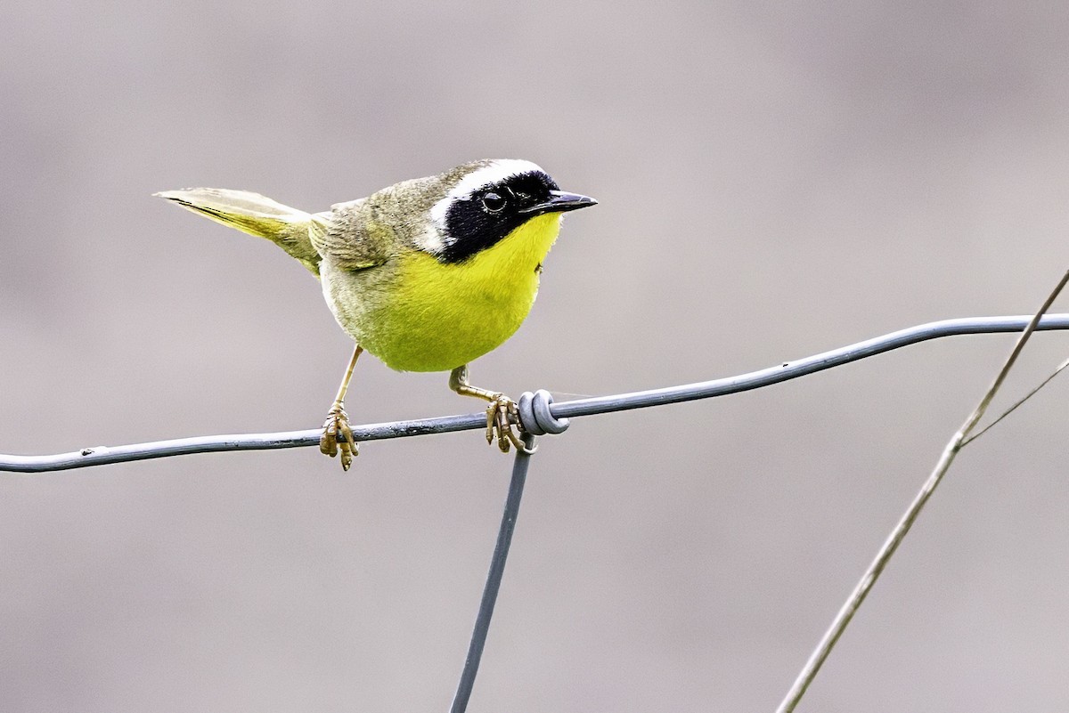 Common Yellowthroat - ML644874017