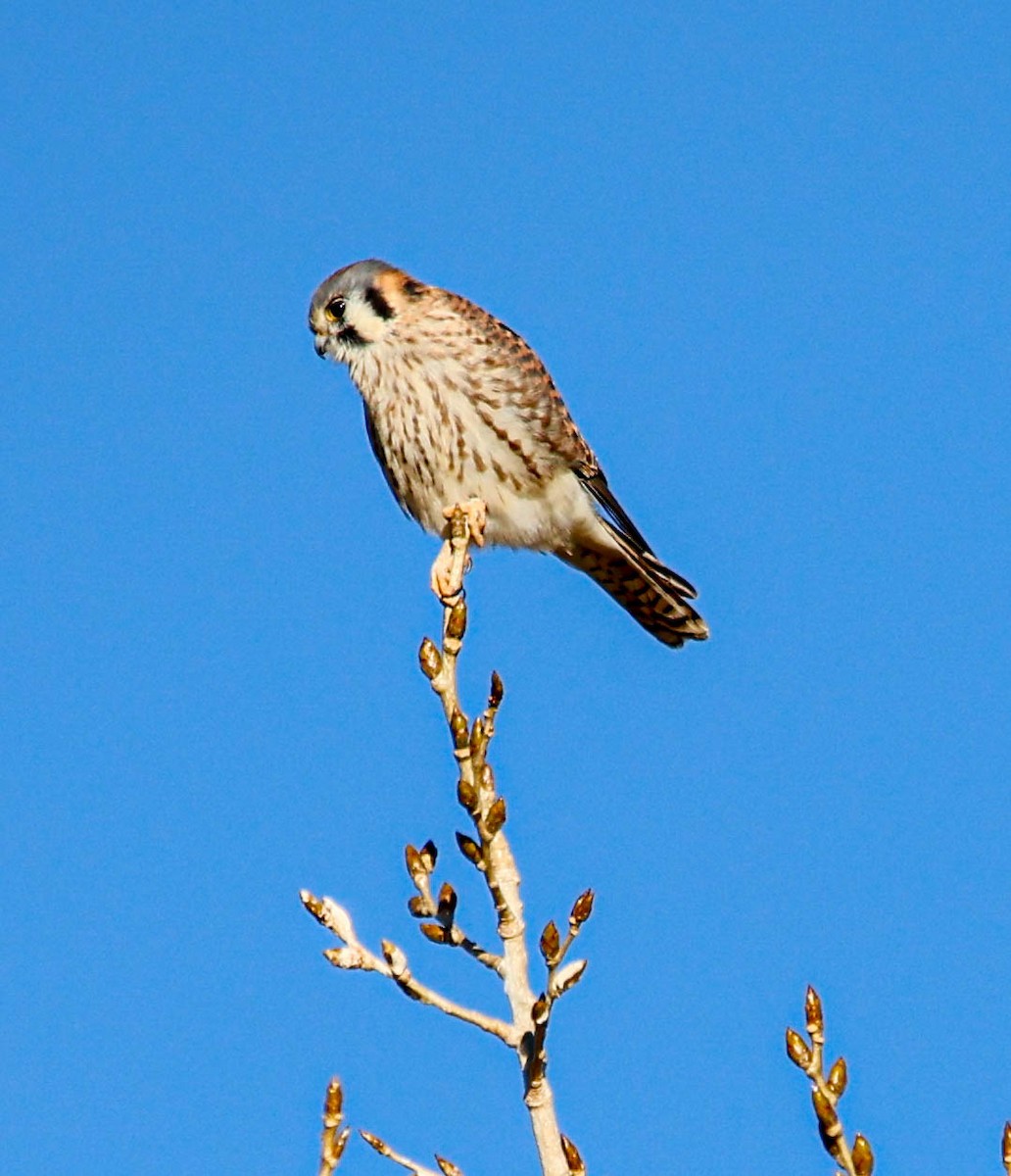 American Kestrel - ML644874020