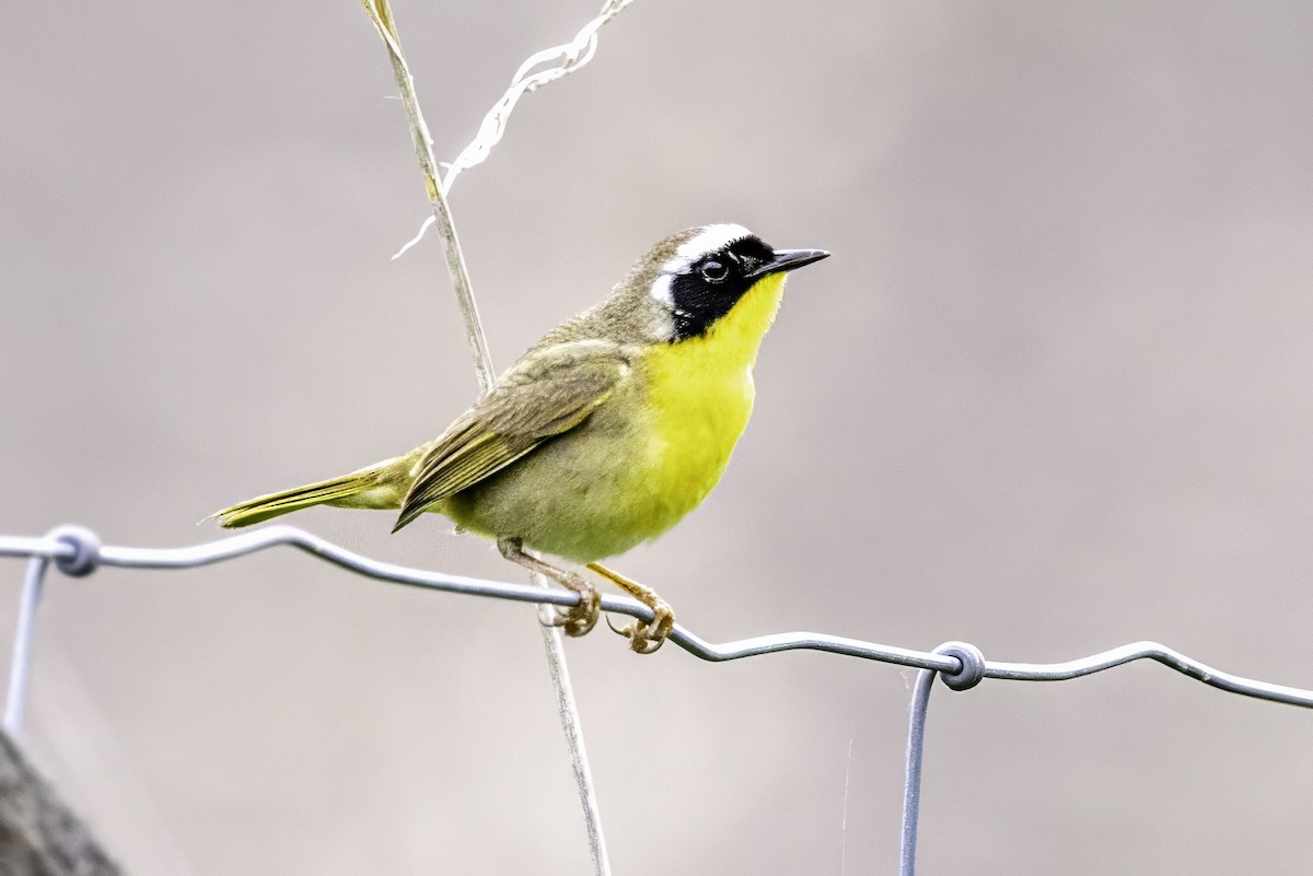 Common Yellowthroat - ML644874021
