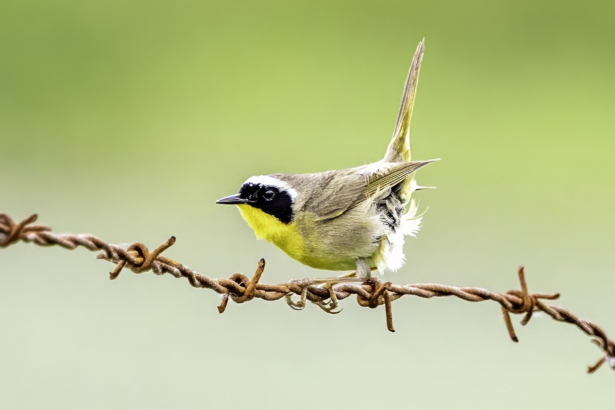 Common Yellowthroat - ML644874023