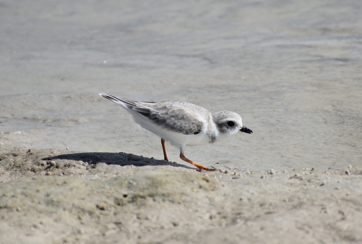 Flötenregenpfeifer - ML644874025