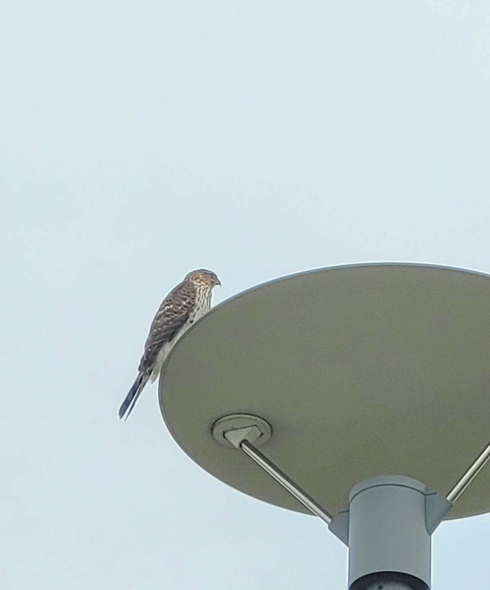 Cooper's Hawk - ML644874026