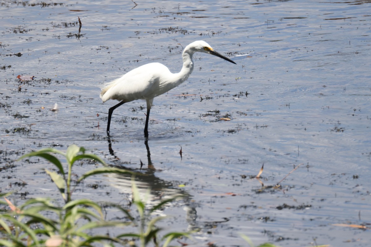 Seidenreiher - ML644874035