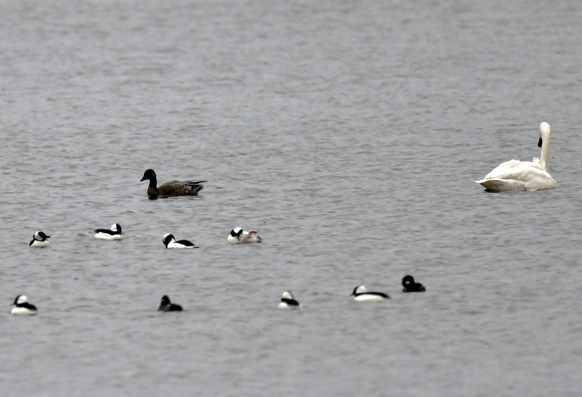 Snow Goose - ML644874039