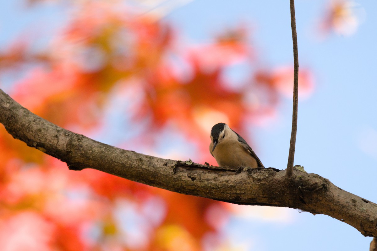 White-breasted Nuthatch - ML644874040