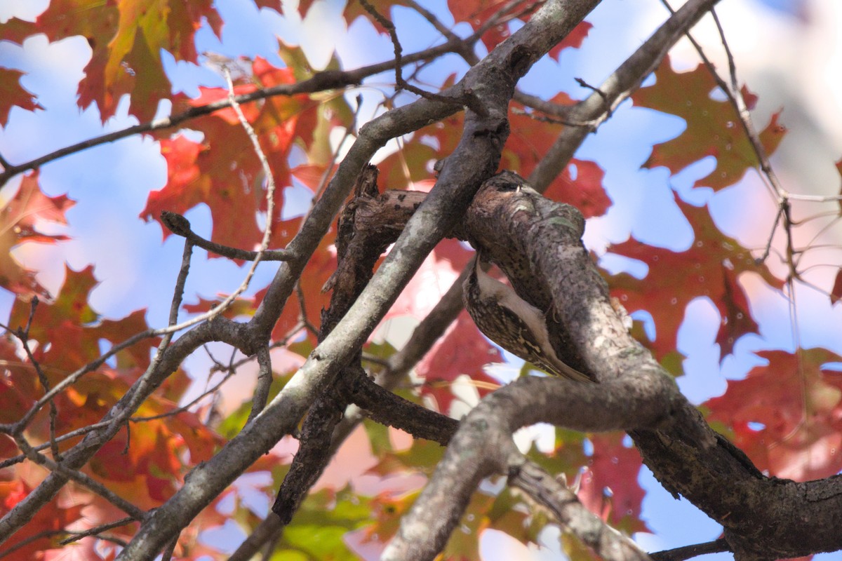 Brown Creeper - ML644874044
