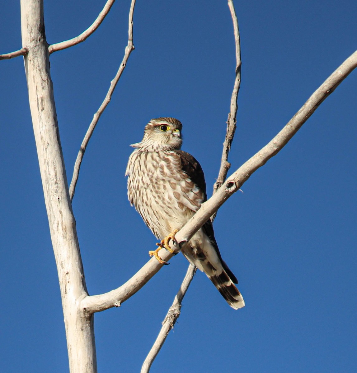 Merlin (Prairie) - ML644874050