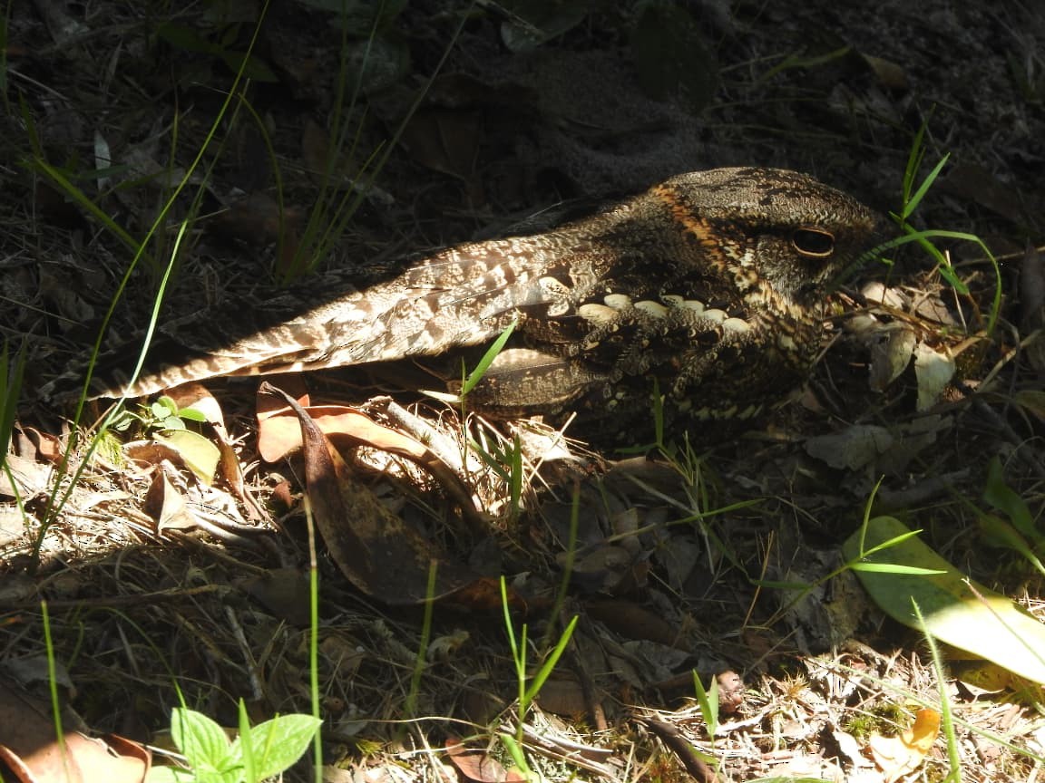 ハサミヨタカ - ML644874055