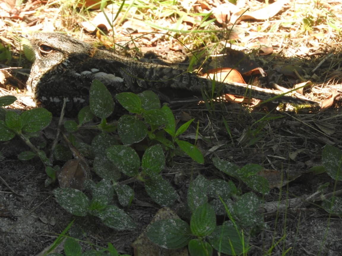 ハサミヨタカ - ML644874056