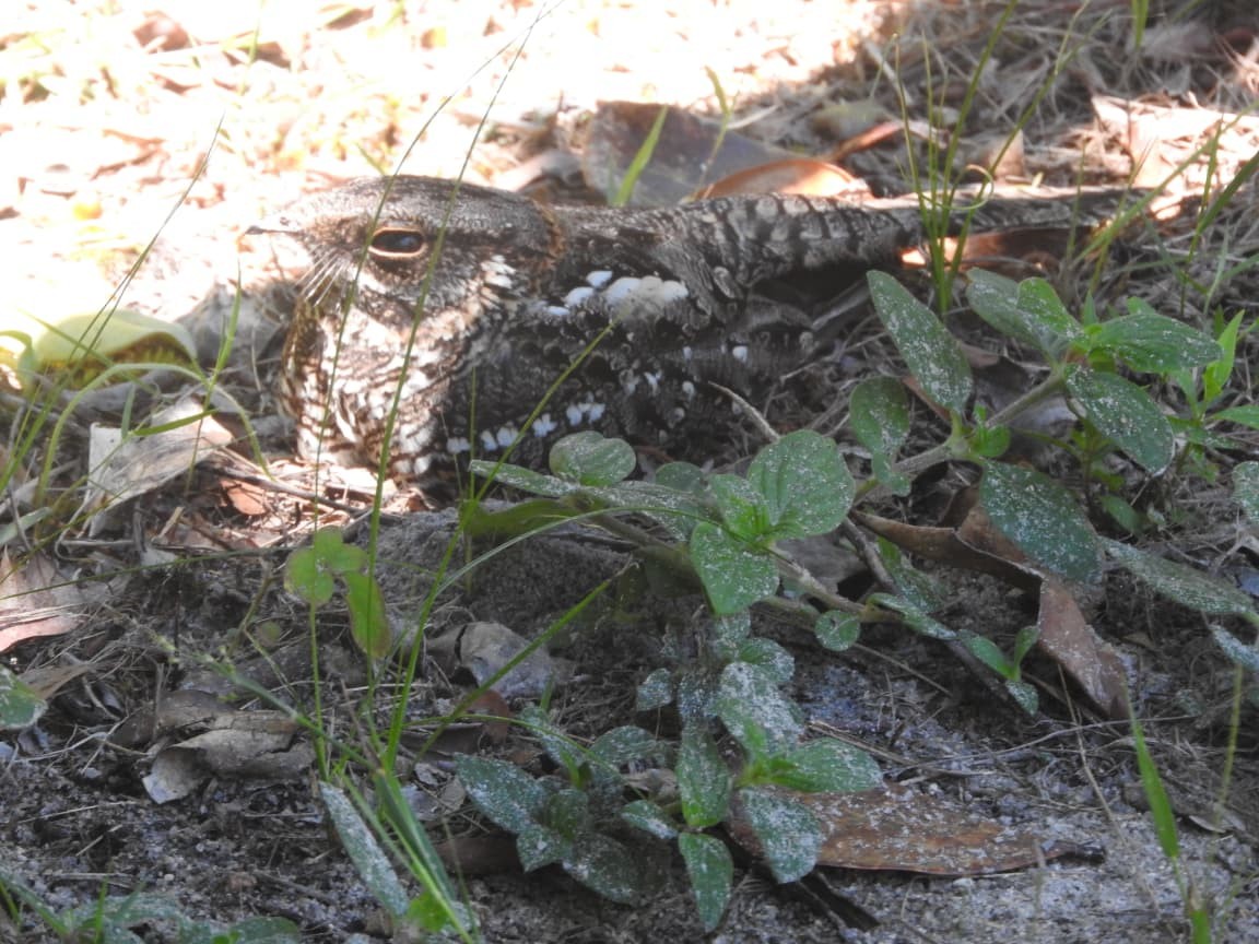 ハサミヨタカ - ML644874057