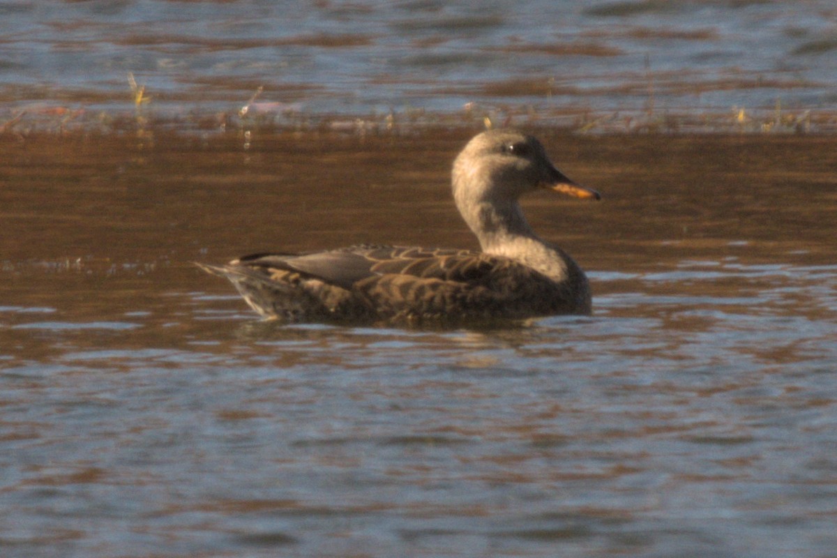 Gadwall - ML644874058
