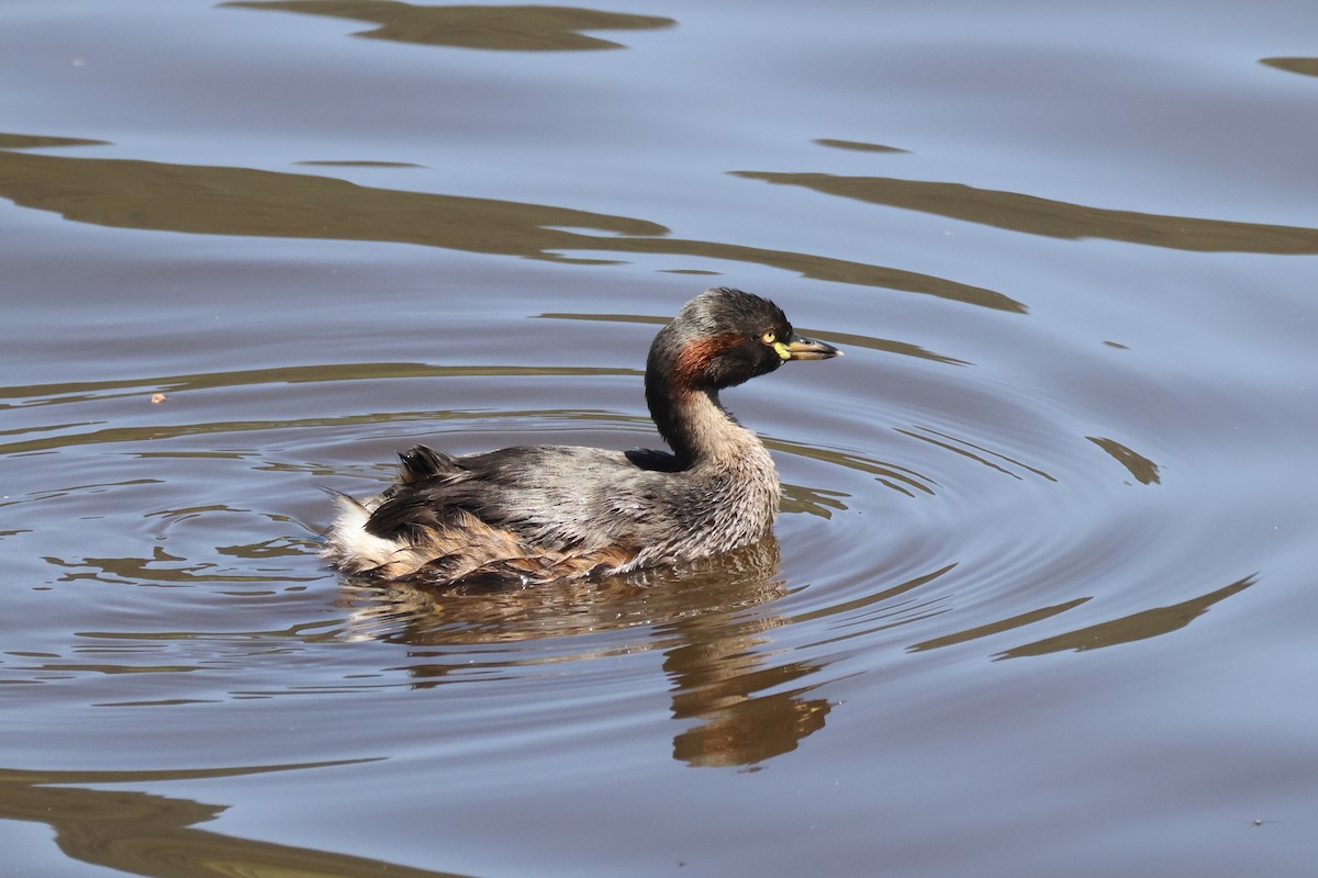 Australasian Grebe - ML644874065