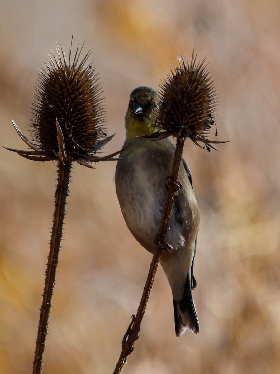 Altın İskete - ML644874068