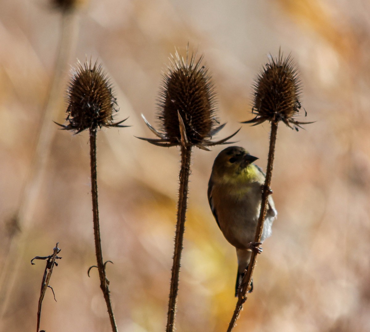 Altın İskete - ML644874069