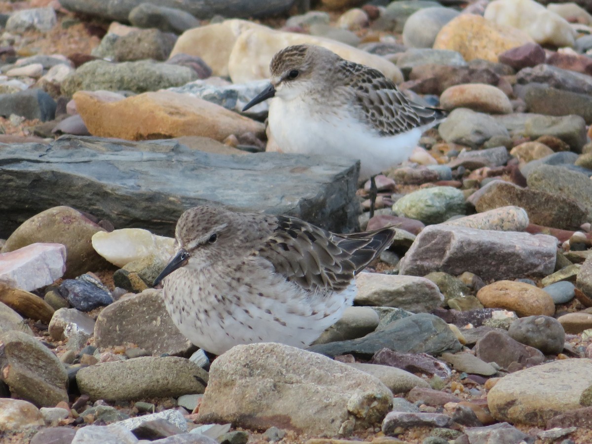 jespák tundrový - ML644874074