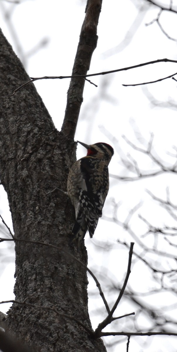 kanadasevjespett - ML644874076