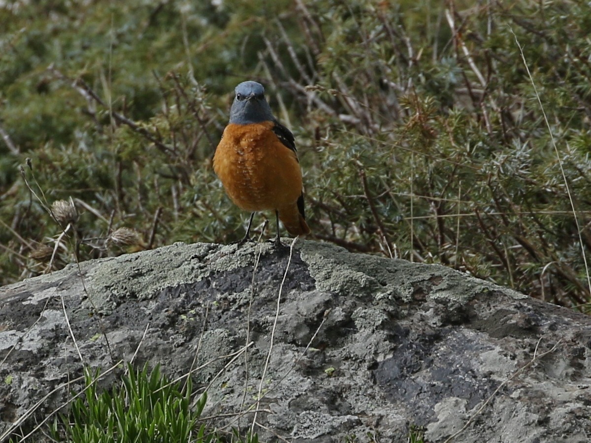 Rufous-tailed Rock-Thrush - ML644874081