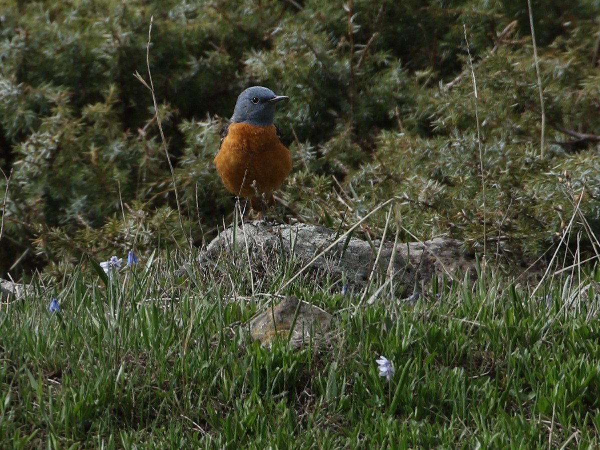 Rufous-tailed Rock-Thrush - ML644874082