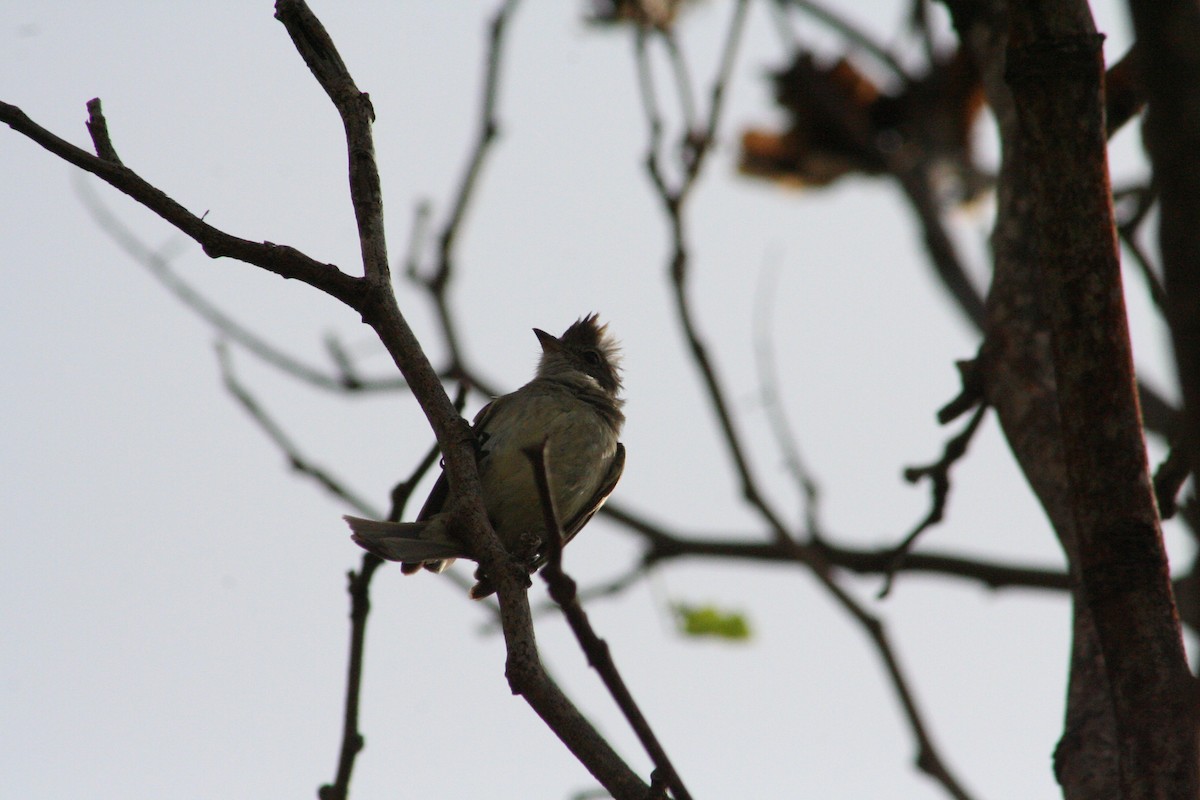 Yellow-bellied Elaenia - ML644874086