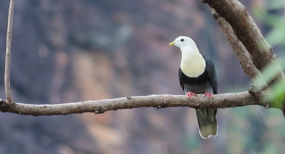 Black-banded Fruit-Dove - ML644874087