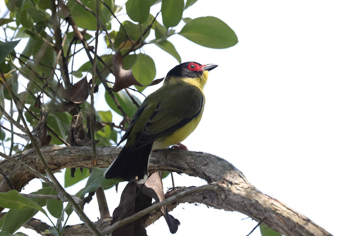 Feigenpirol - ML644874089