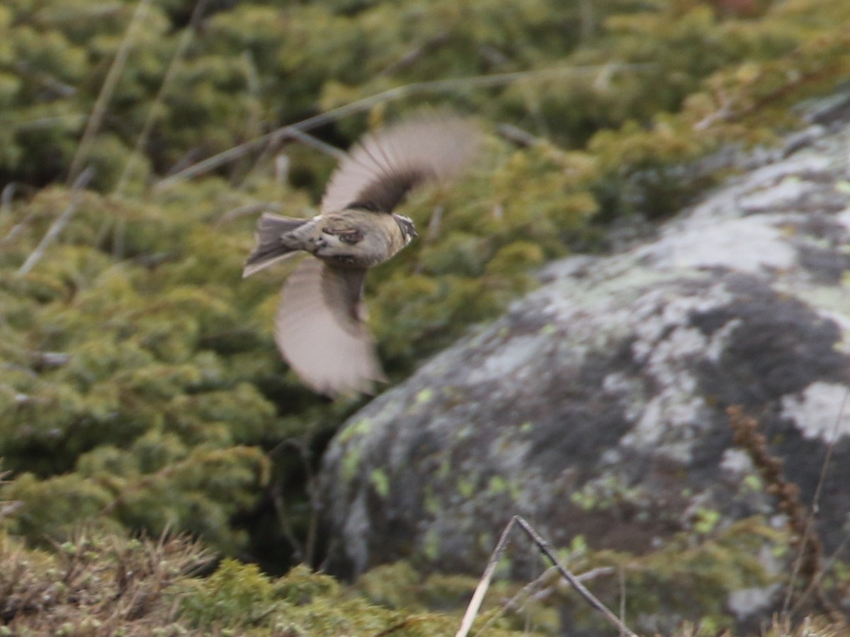 Acentor de Radde (ocularis) - ML644874092