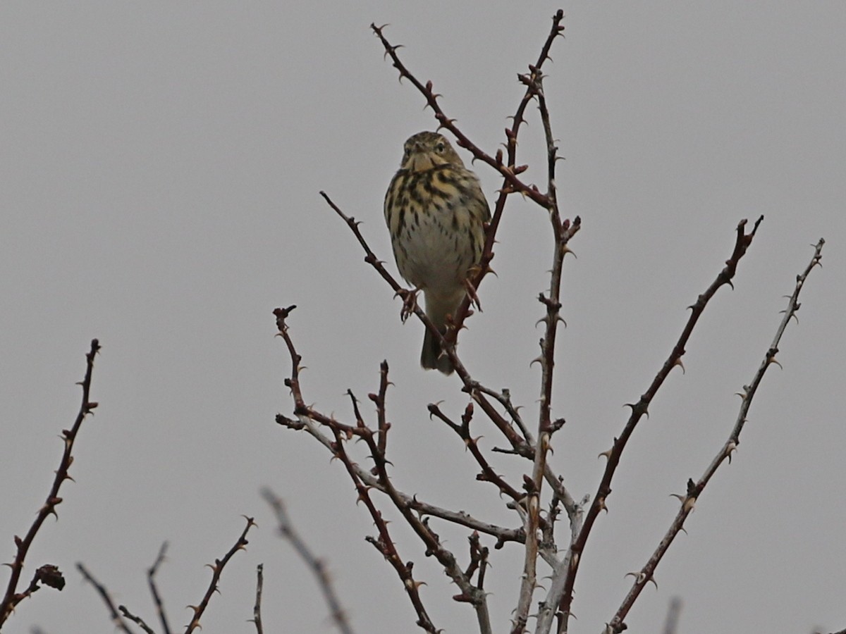 Tree Pipit - ML644874096