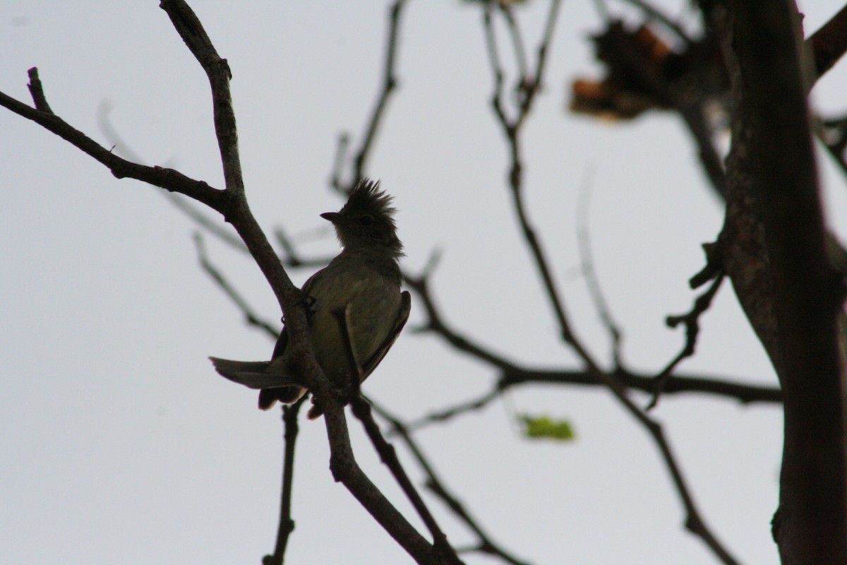 Yellow-bellied Elaenia - ML644874097