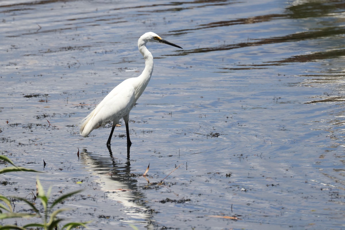 Seidenreiher - ML644874102