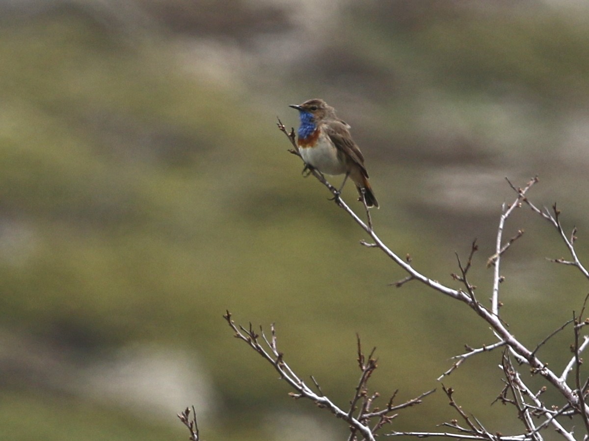 Bluethroat (Caucasian) - ML644874103