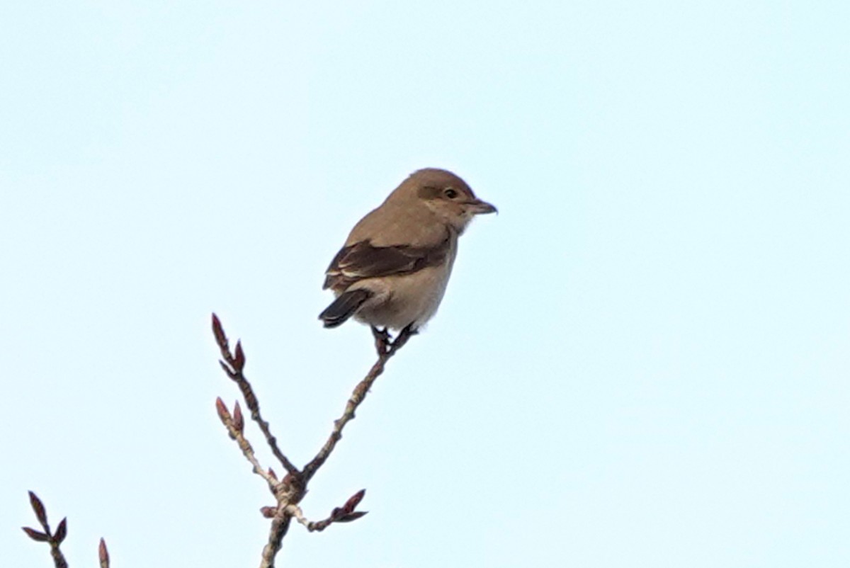 ťuhýk severní - ML644874108