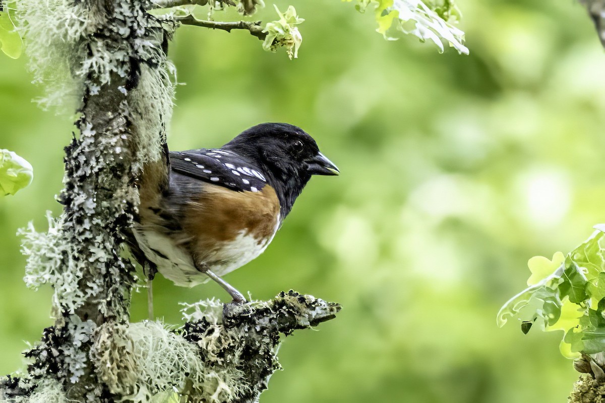 Spotted Towhee - ML644874109