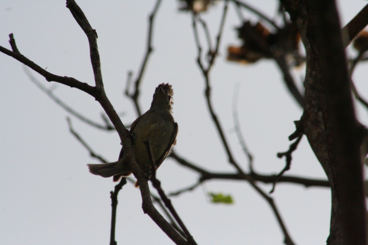 Yellow-bellied Elaenia - ML644874111