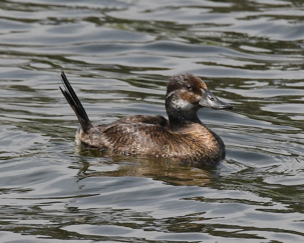 trommeand - ML644874112