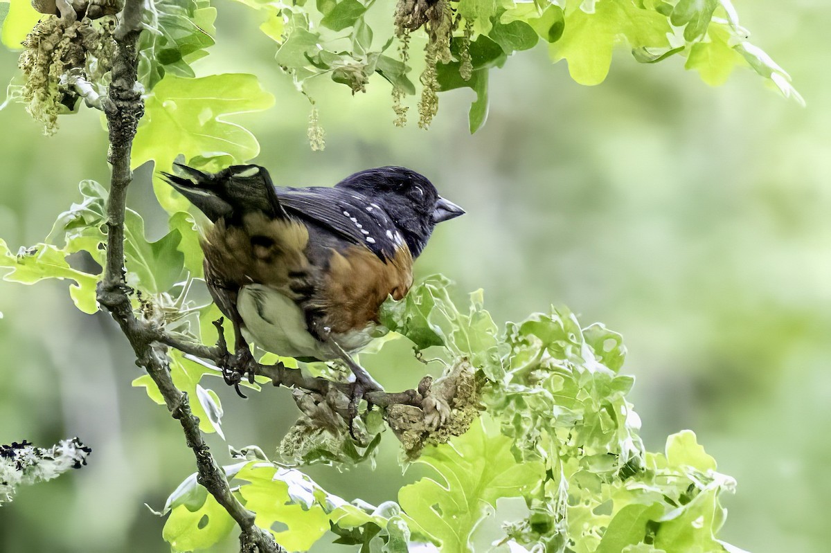 Spotted Towhee - ML644874114