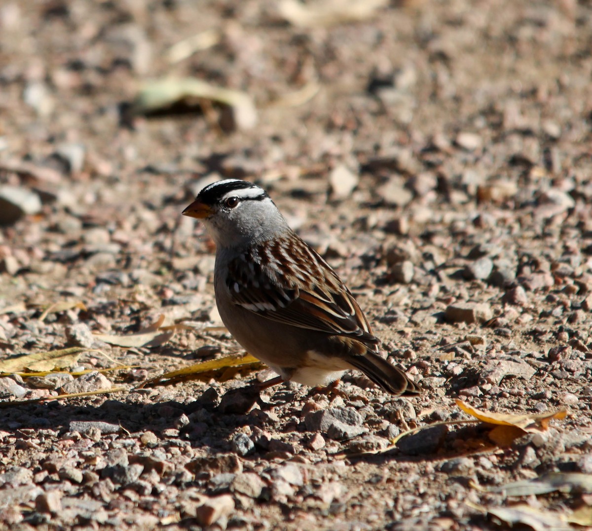 White-crowned Sparrow - ML644874116