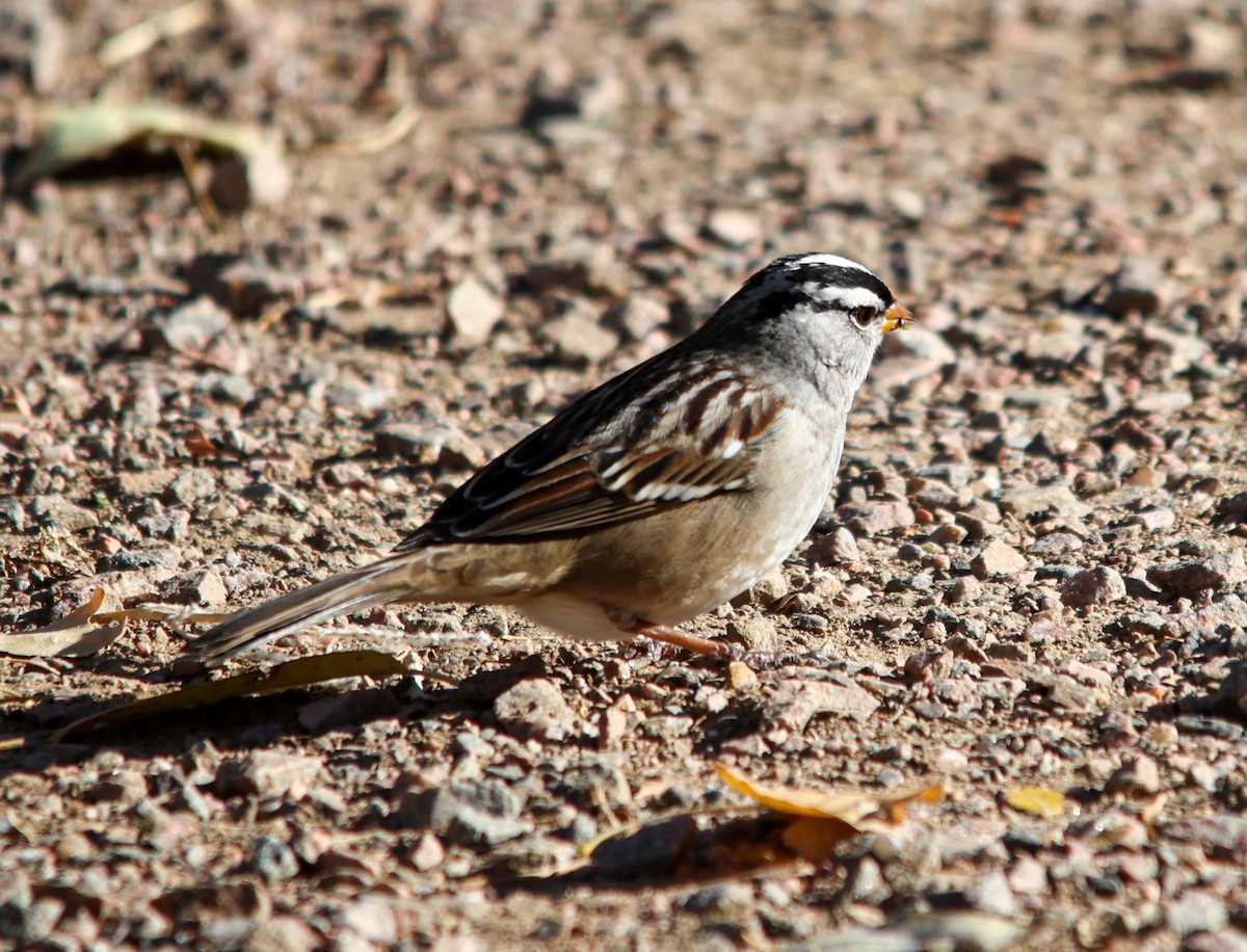 White-crowned Sparrow - ML644874117