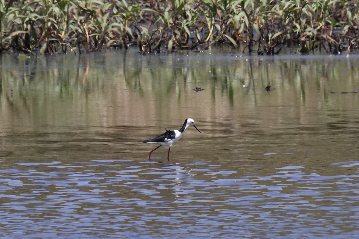 Weißgesicht-Stelzenläufer - ML644874118